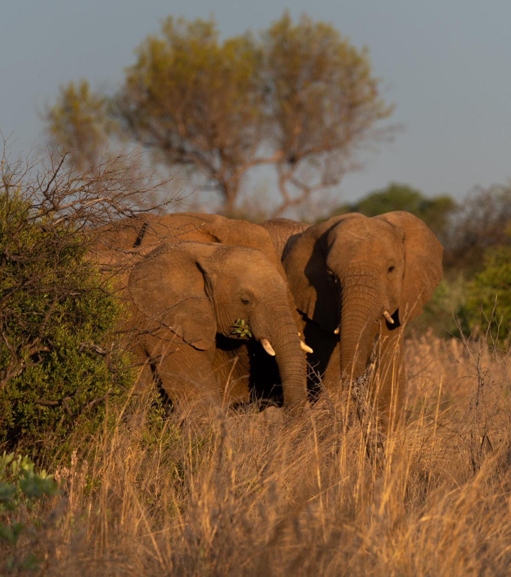 Ngala Lodge Klipdrift Buitenkant foto