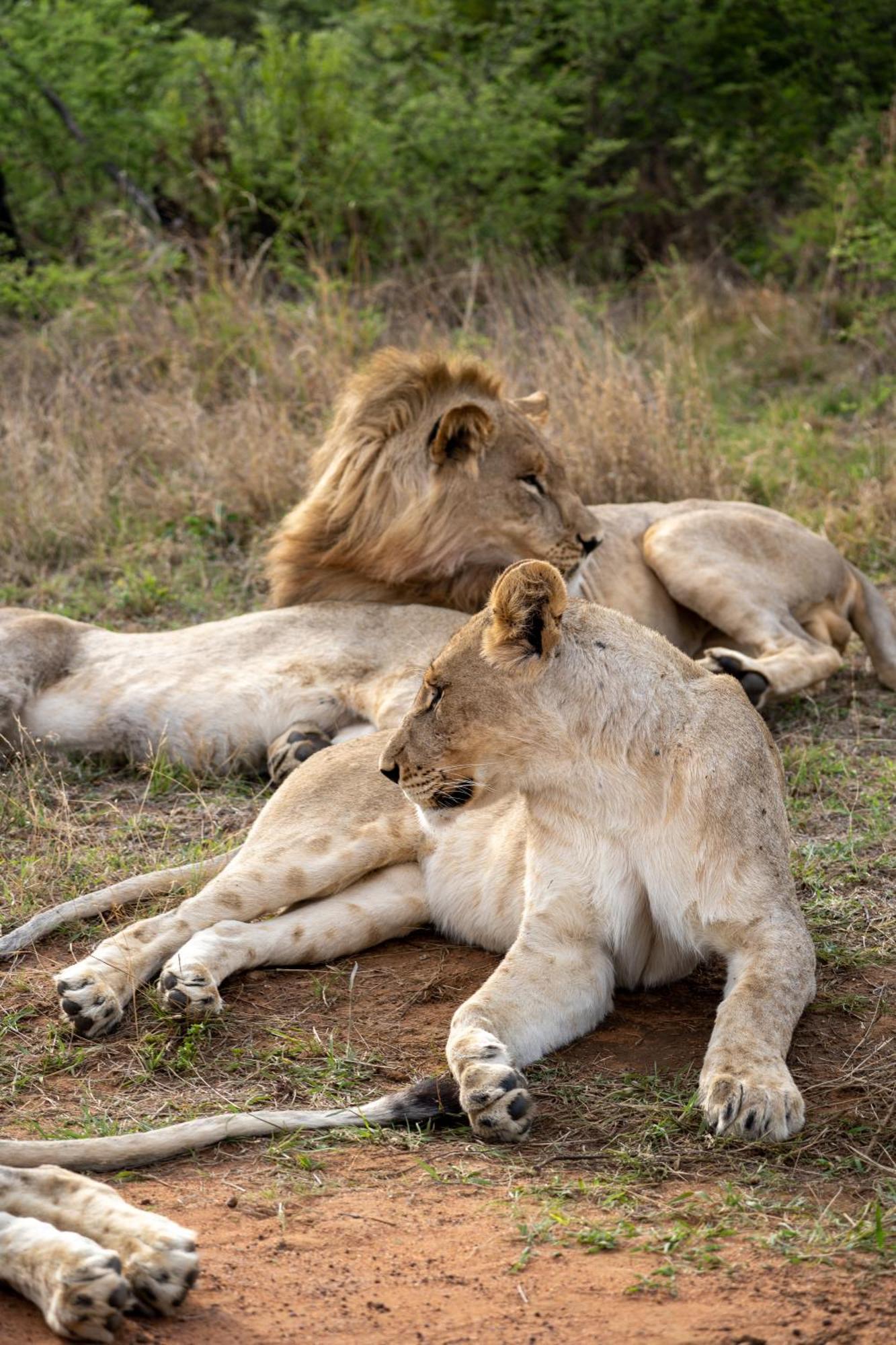 Ngala Lodge Klipdrift Buitenkant foto