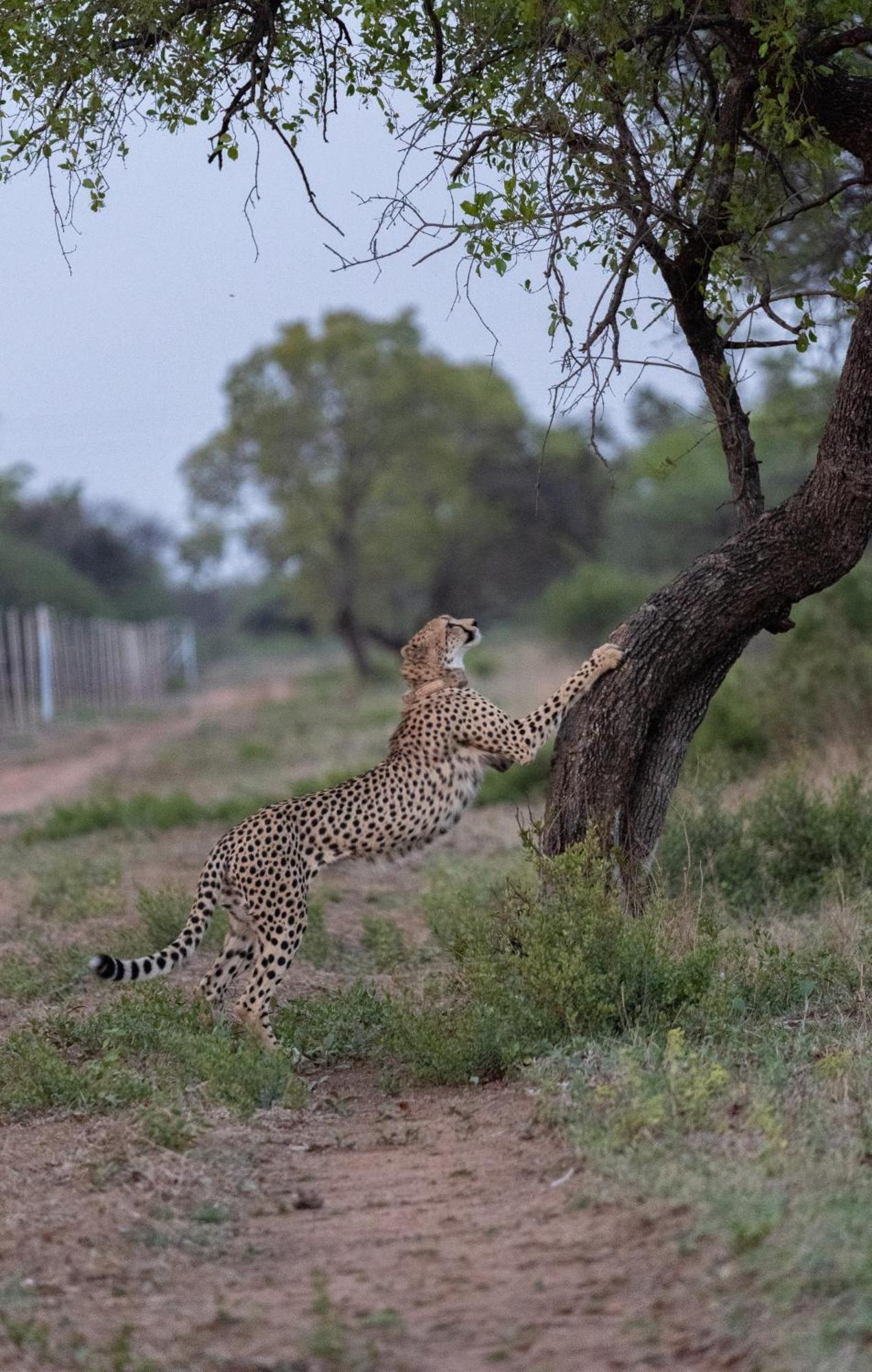 Ngala Lodge Klipdrift Buitenkant foto